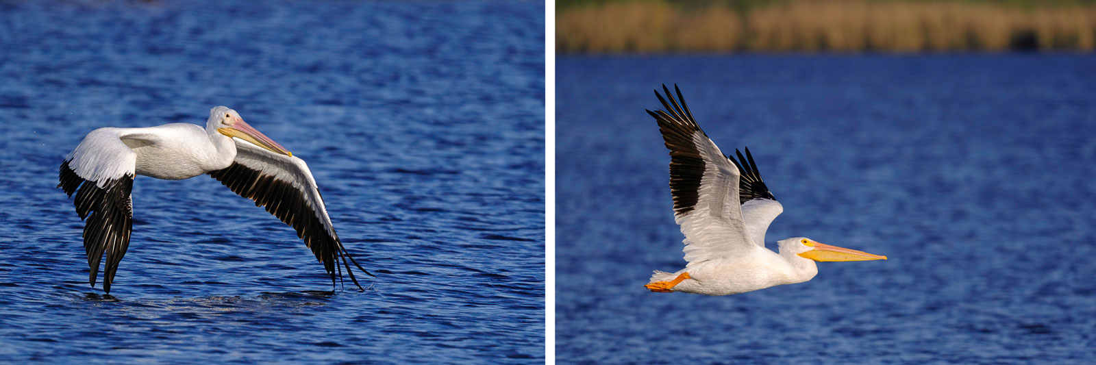 american-pelicans