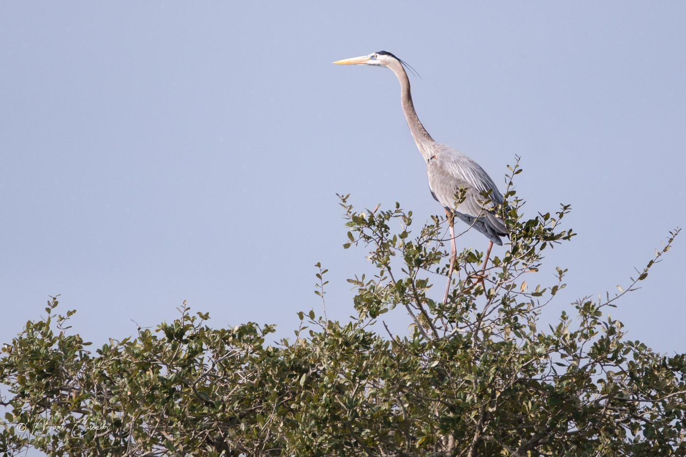 aransas-19