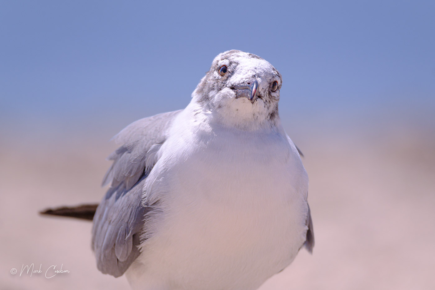 beach-001-1
