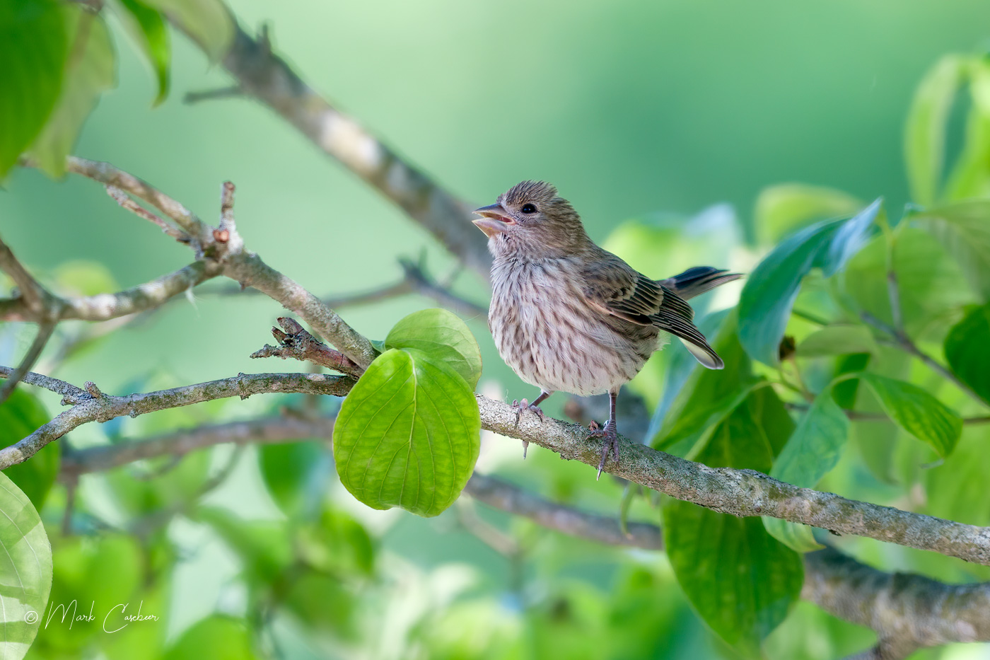 birds--2