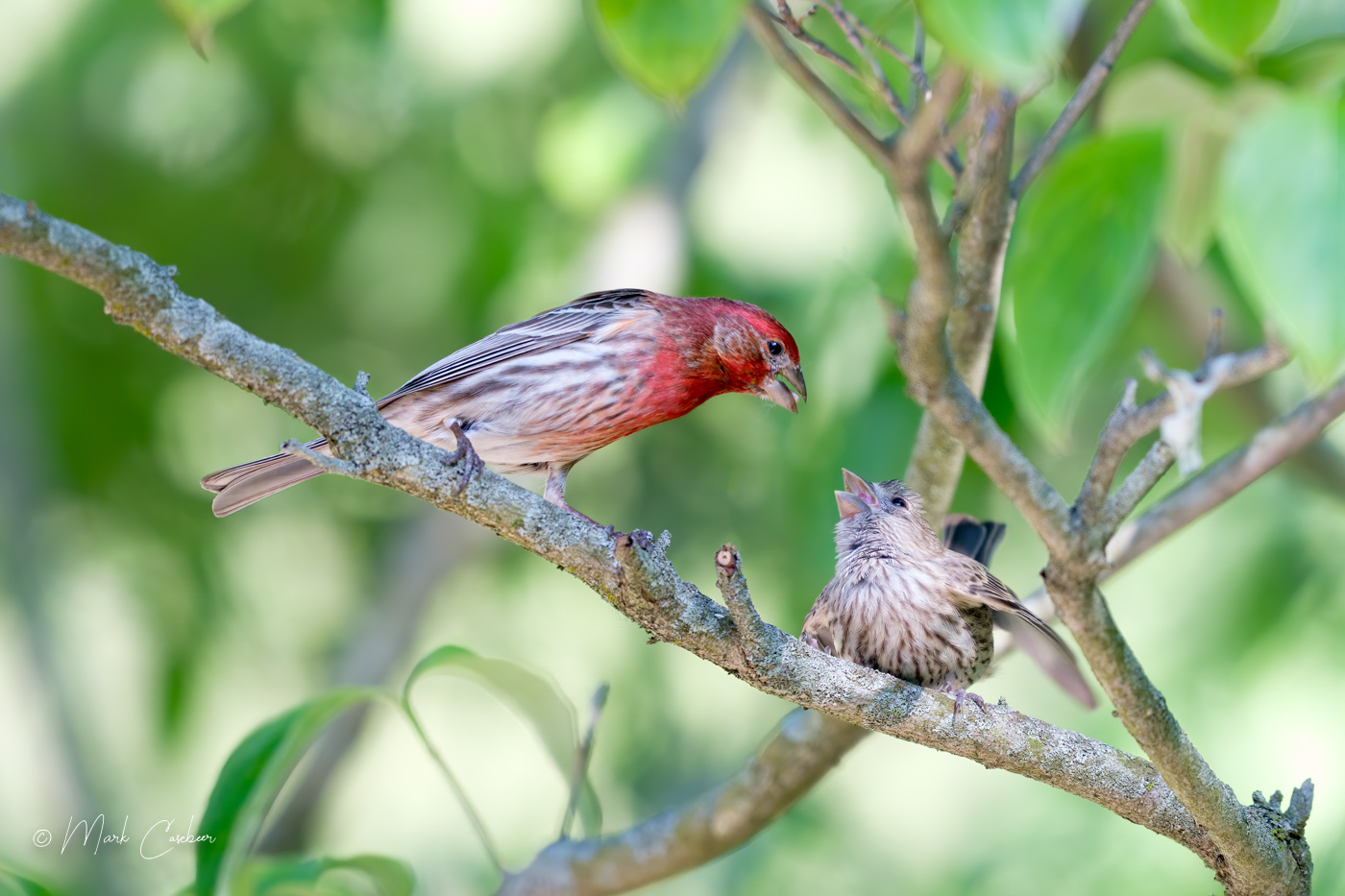 birds--3