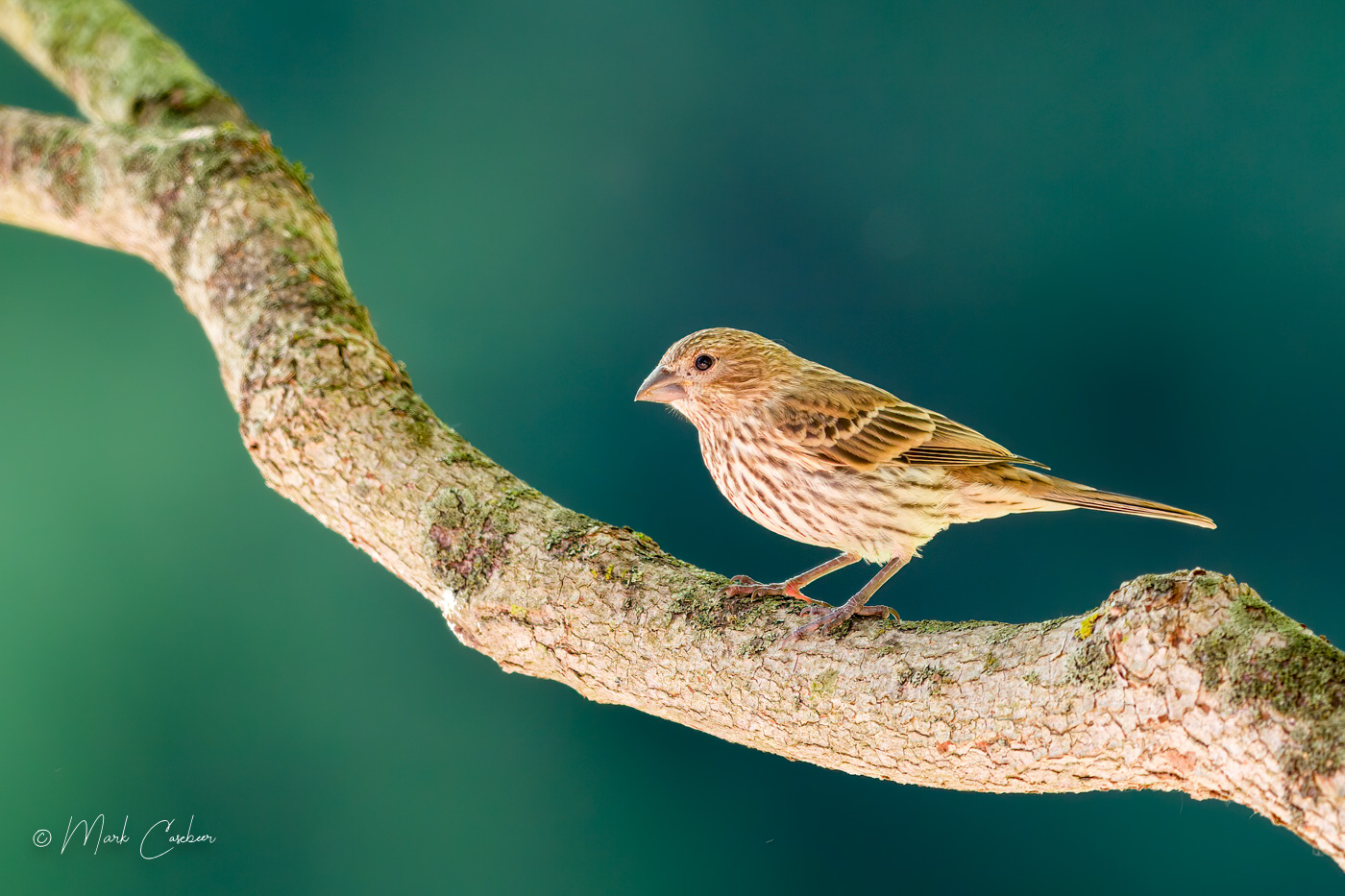 birds--4