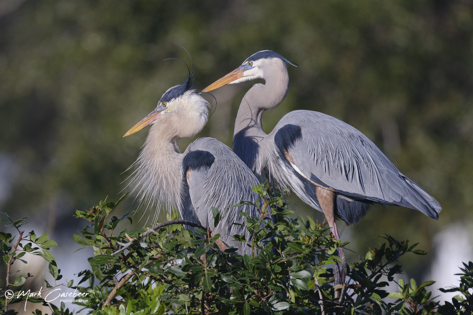 blue-heron-17
