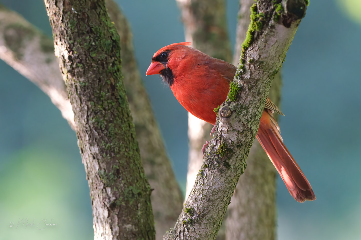 cardinal--2