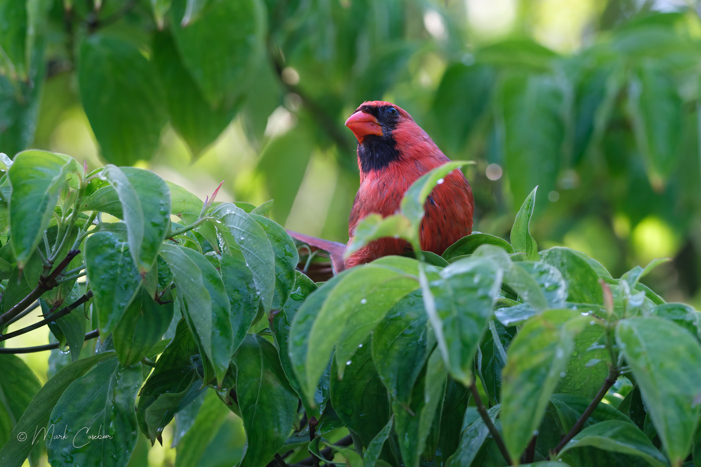 cardinal--3