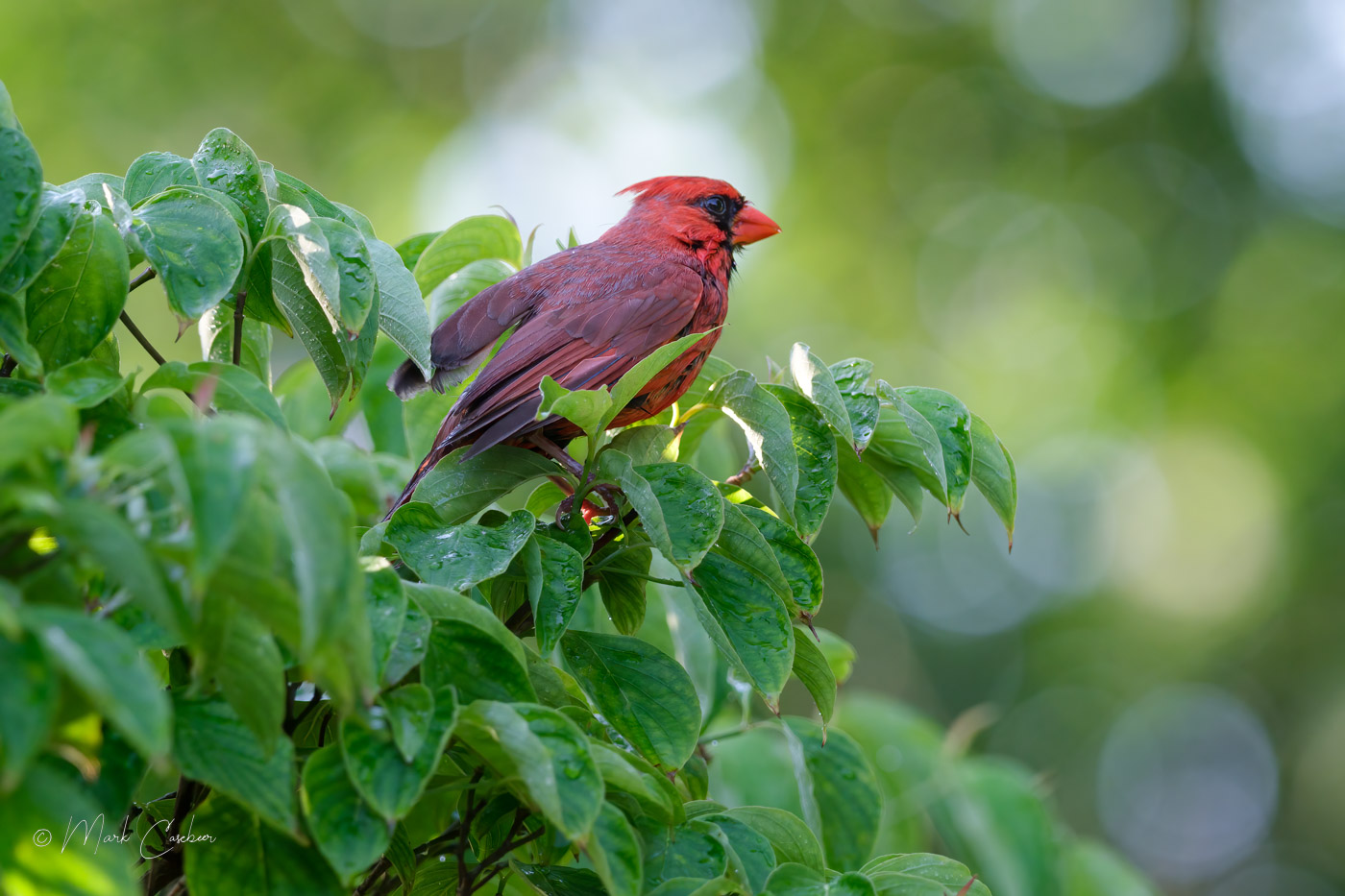cardinal--5