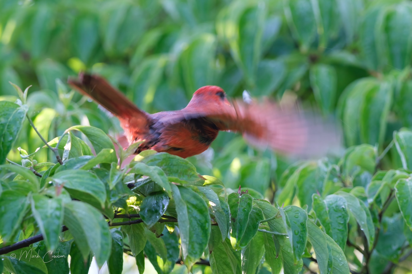 cardinal-2716