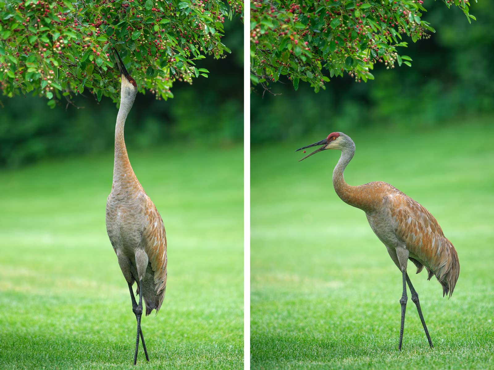 cranes-two