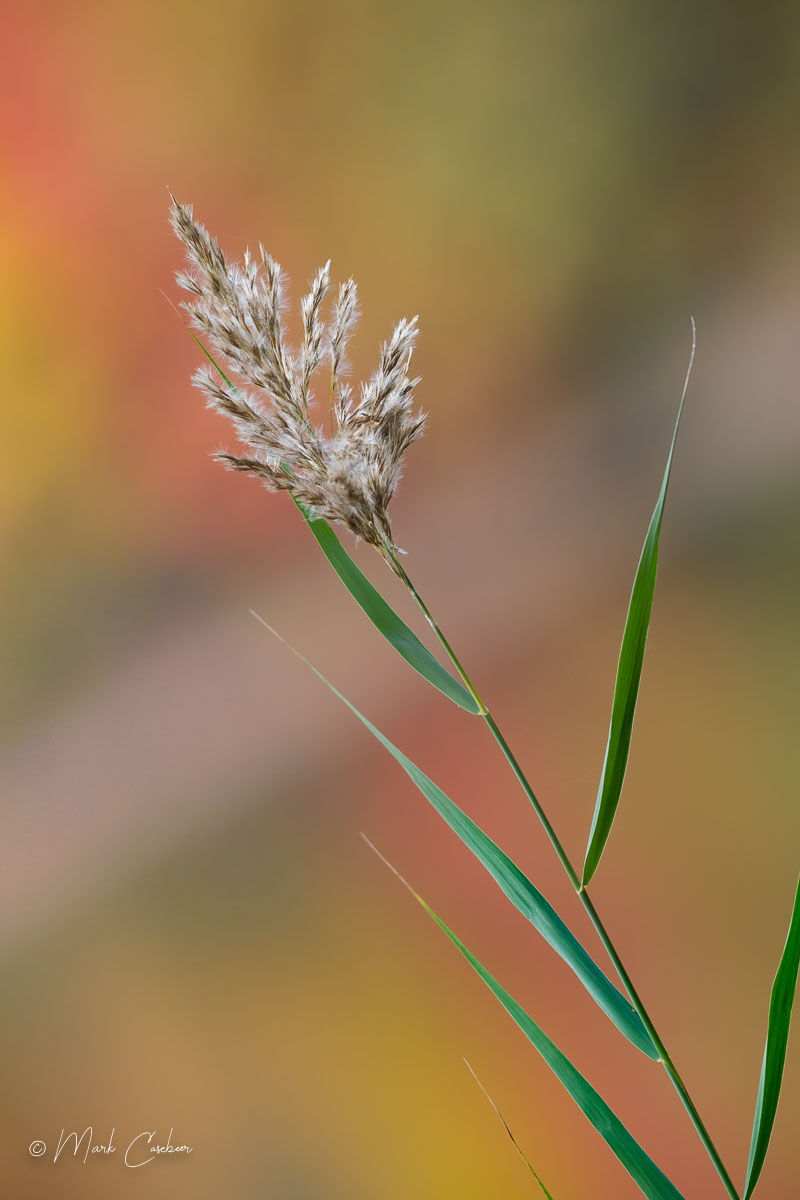 dscf1334