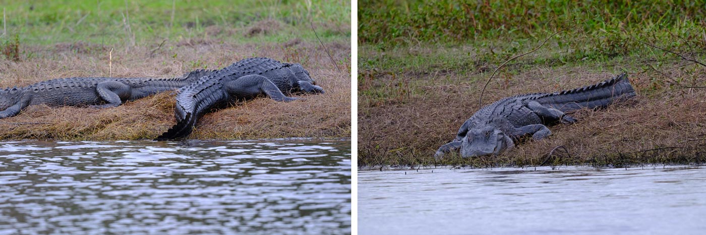 gators