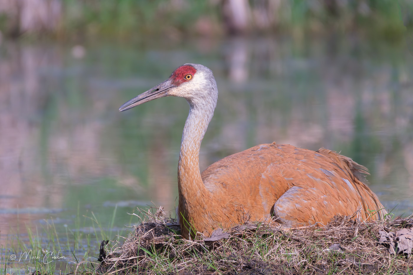 sandhill-1