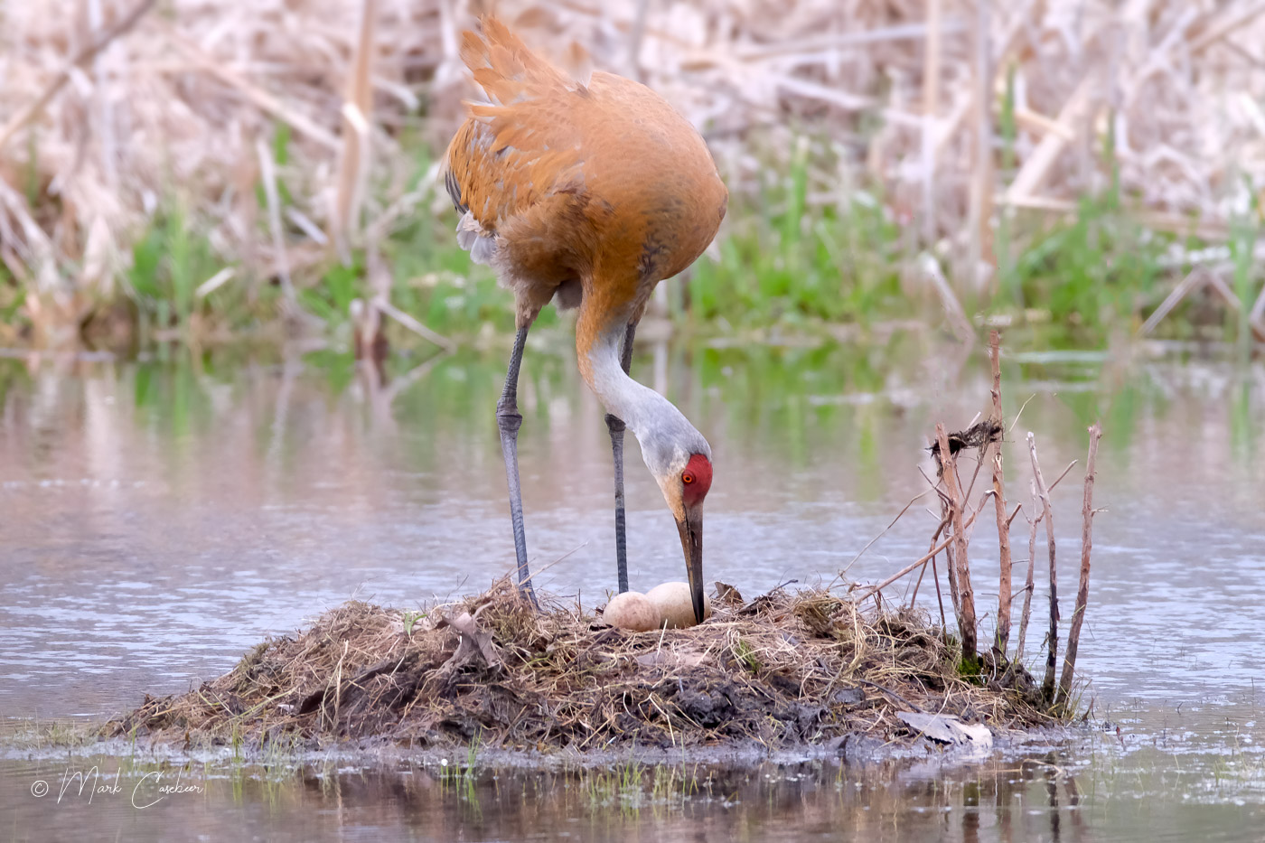 sandhill-3