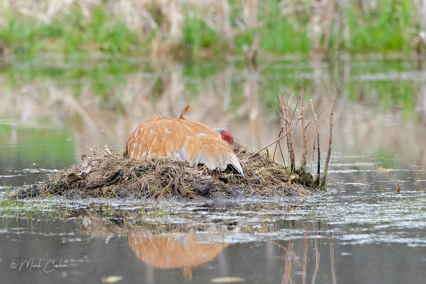 sandhill-4