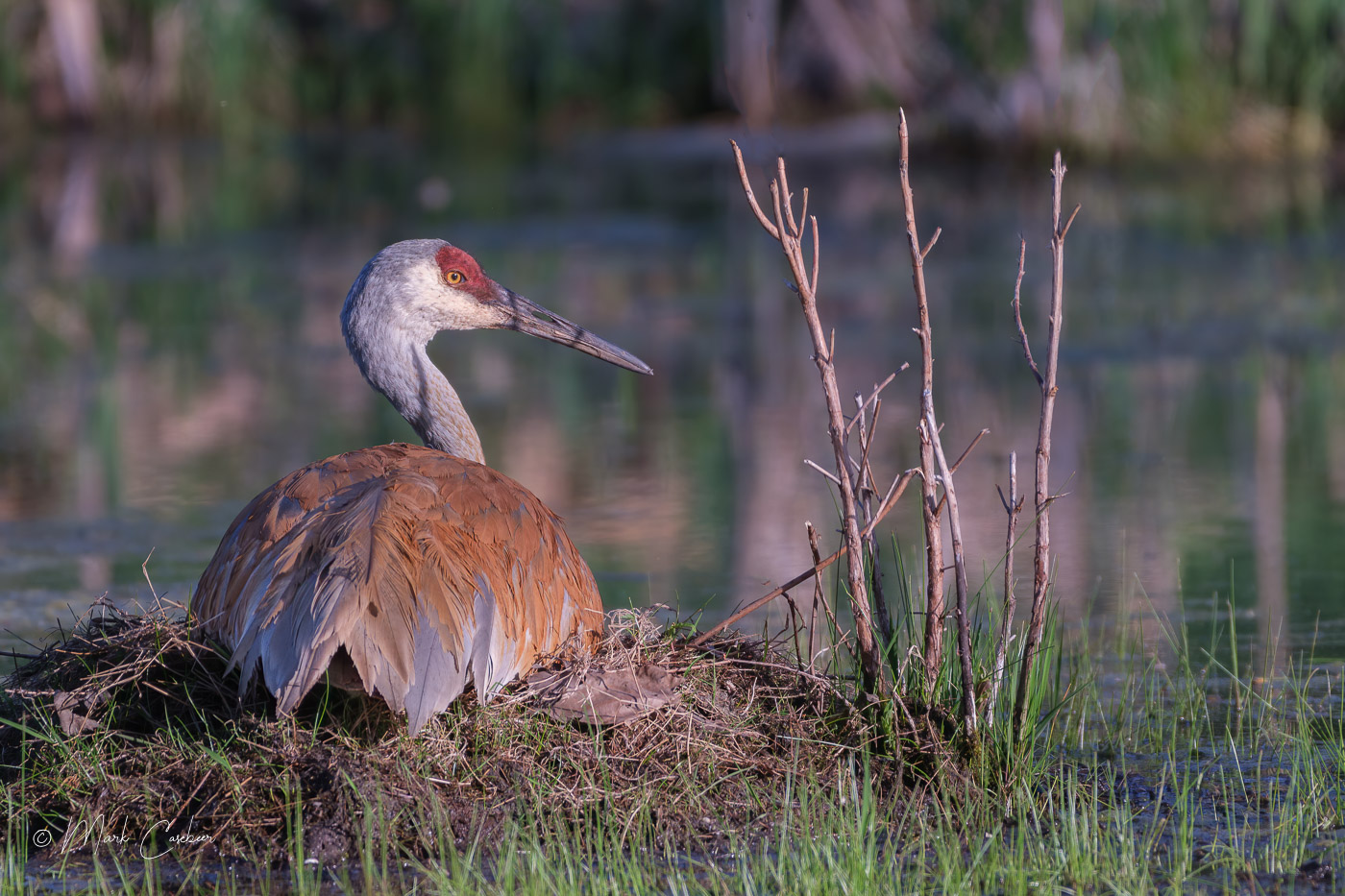 sandhill-6
