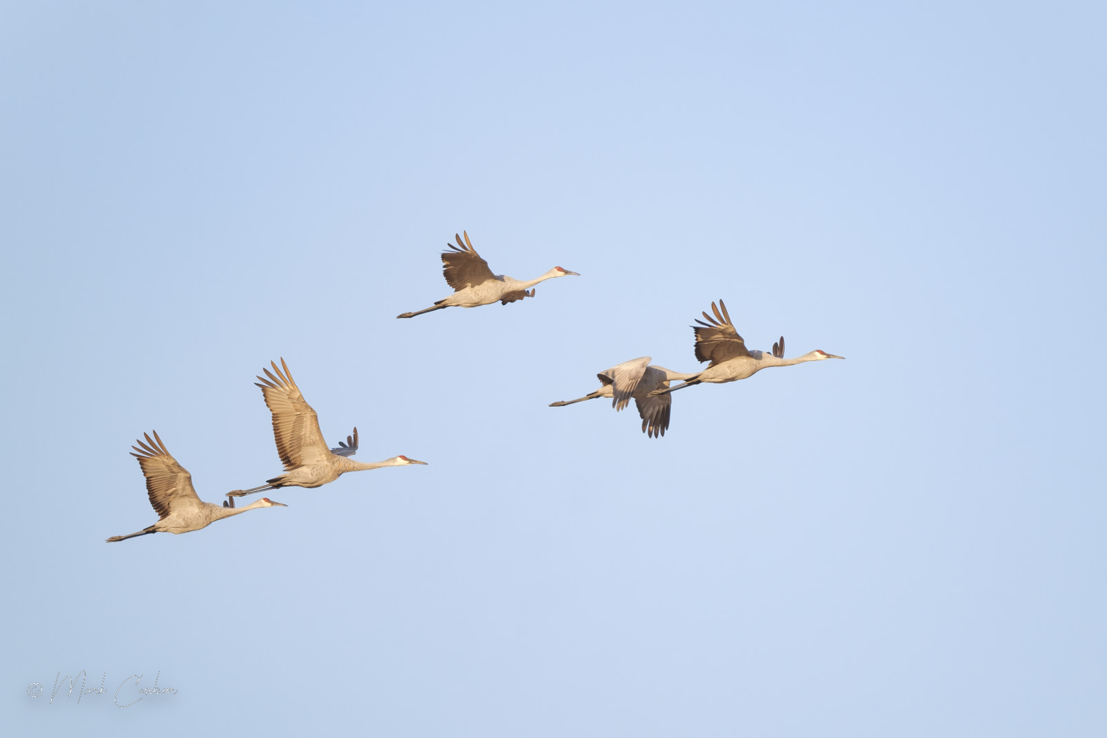 sandhill-cranes-10