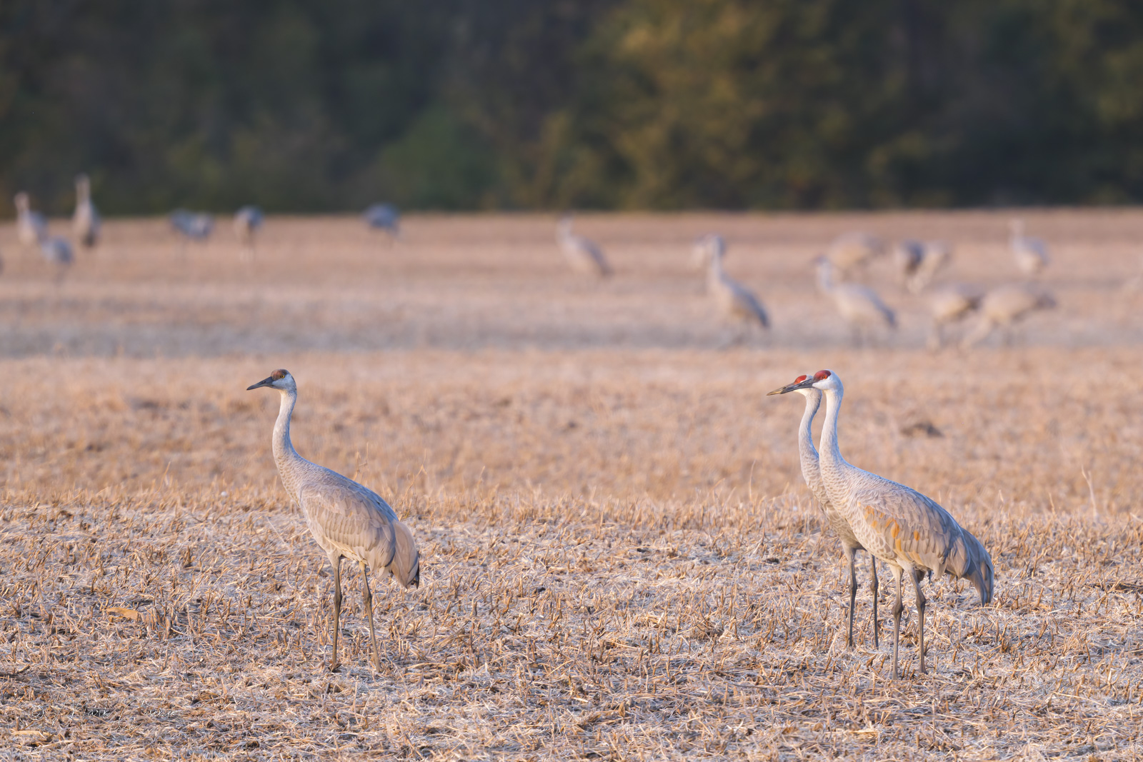 sandhill-cranes-11