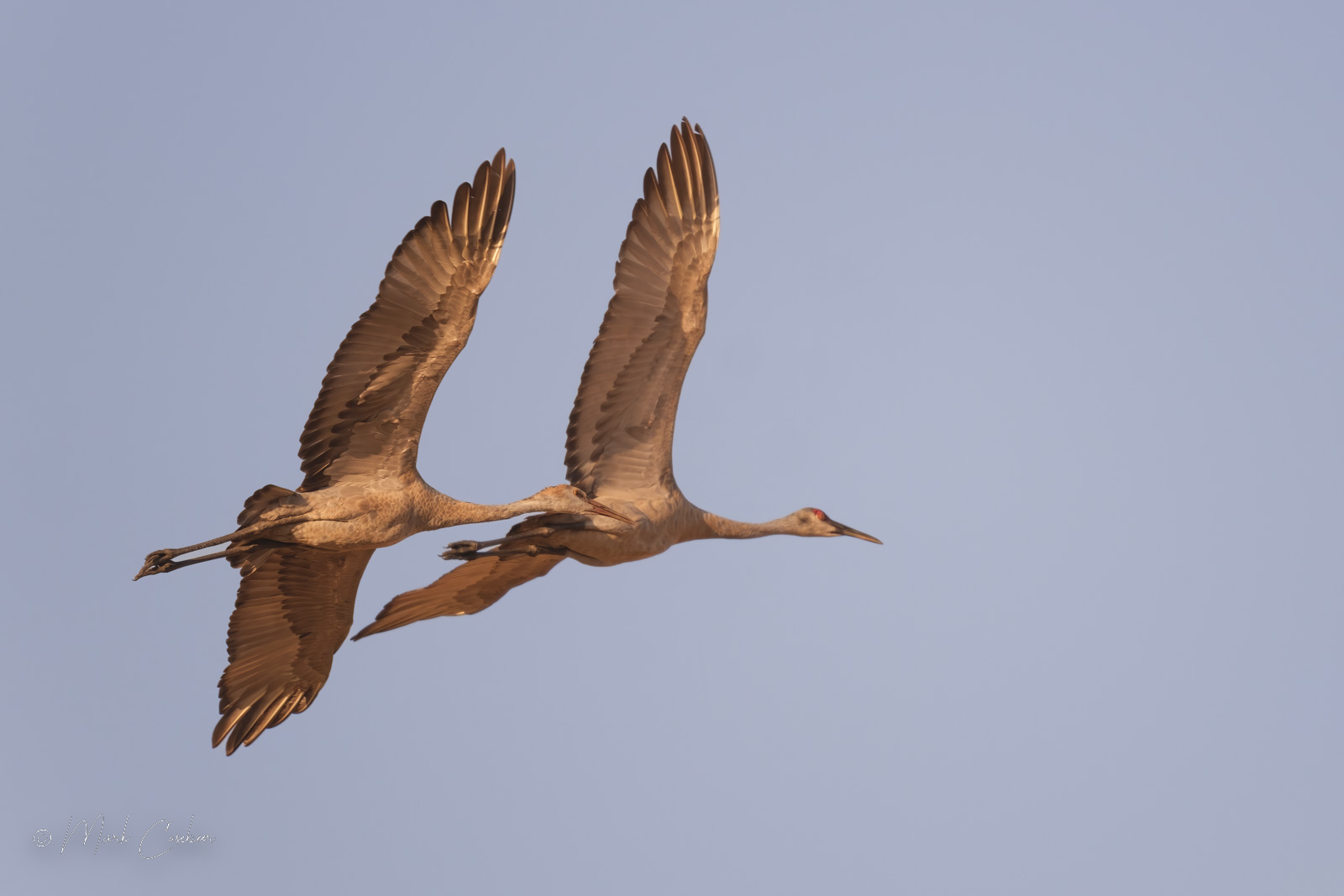 sandhill-cranes-2