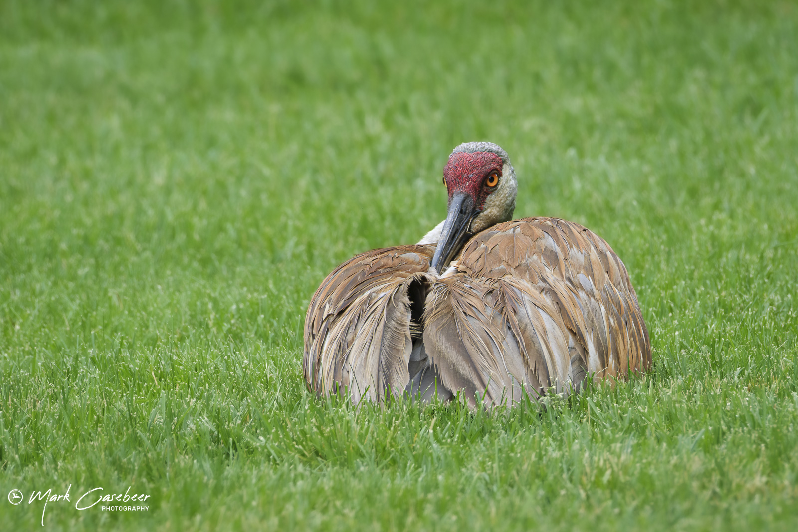 sandhill-cranes-2_senntl