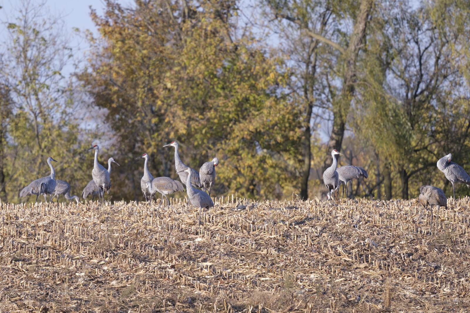 sandhill-cranes-3