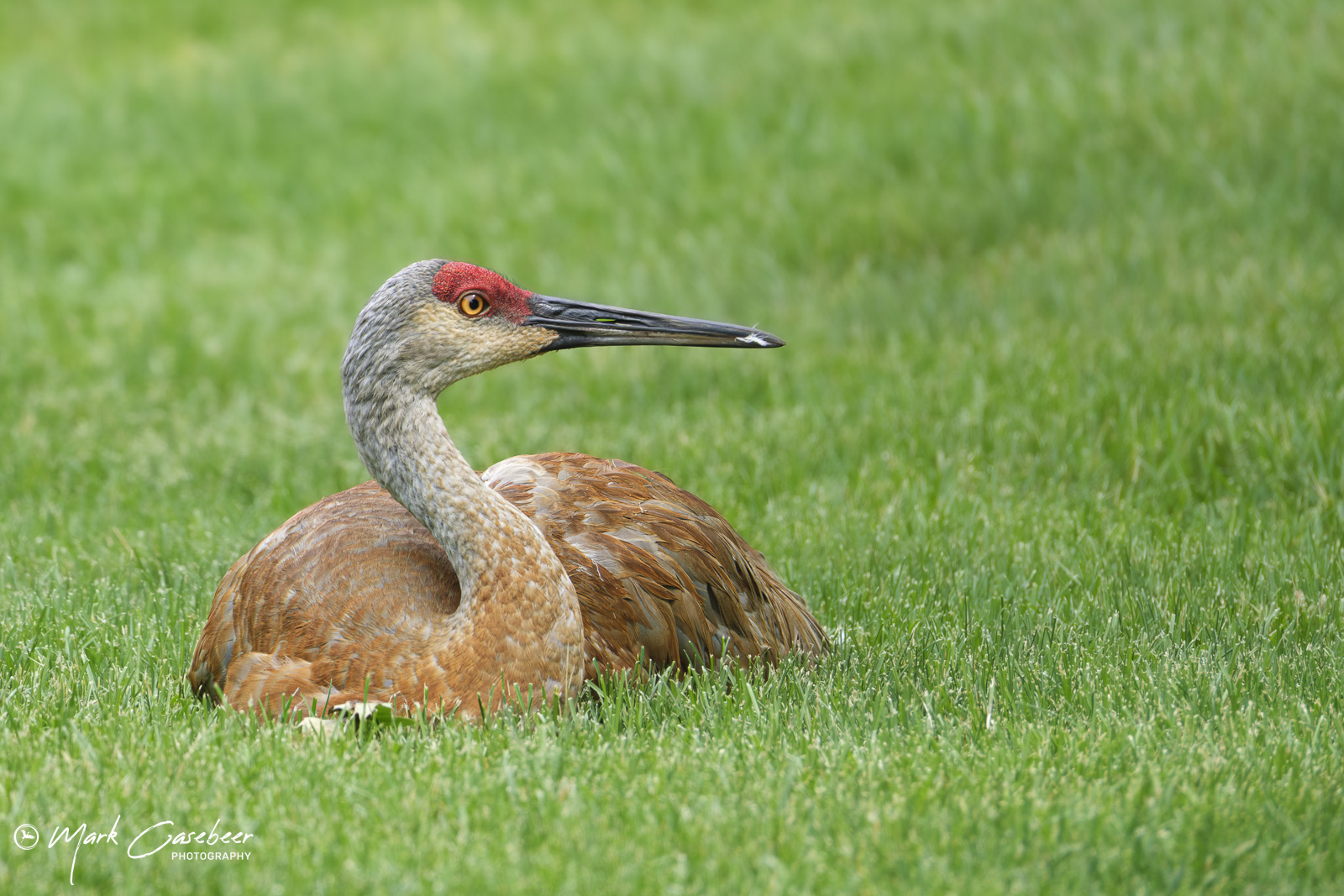 sandhill-cranes-3_sennsw