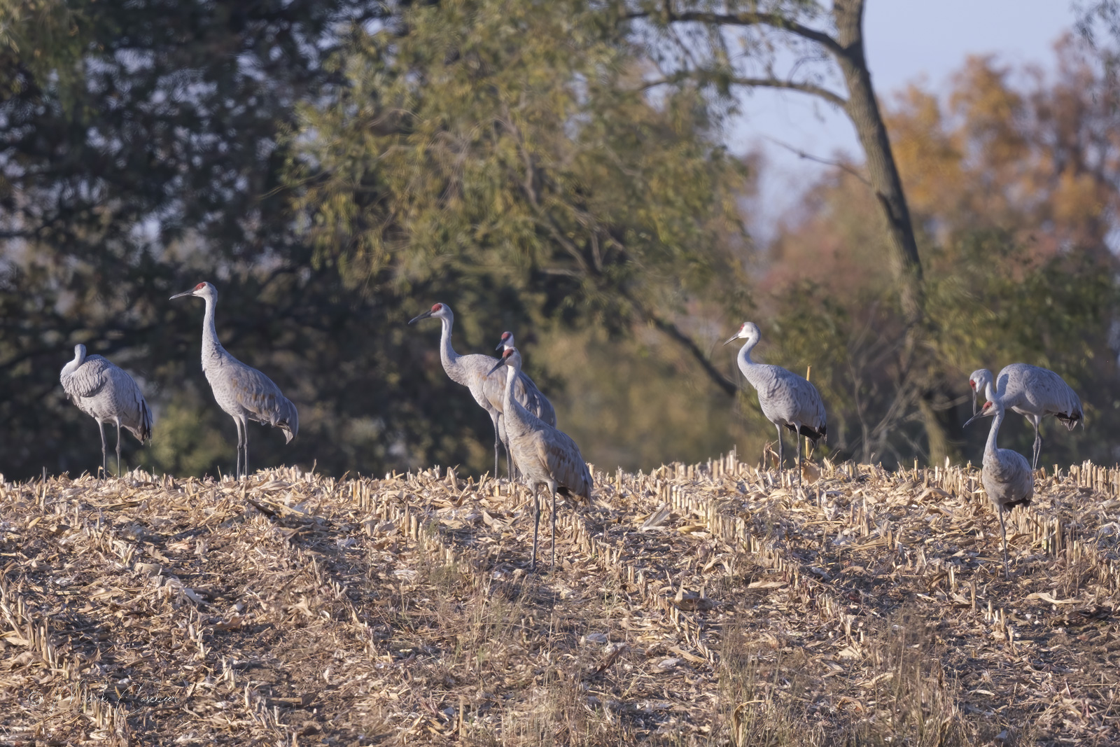 sandhill-cranes-4