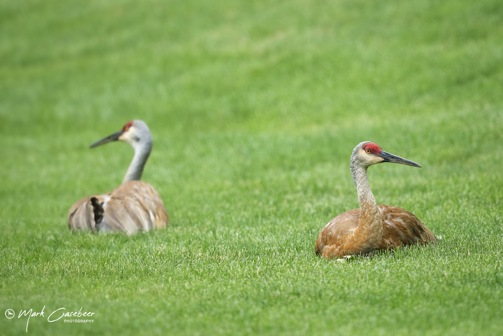 sandhill-cranes-4_sennmg