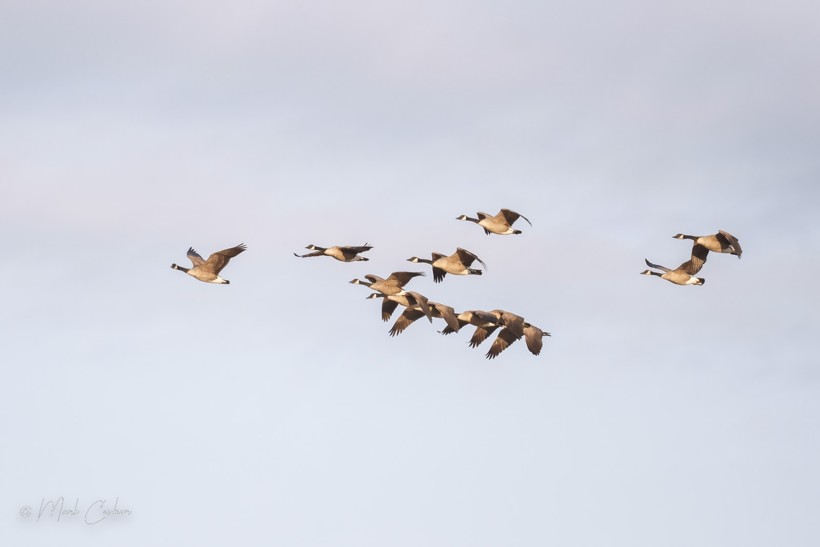sandhill-cranes-5
