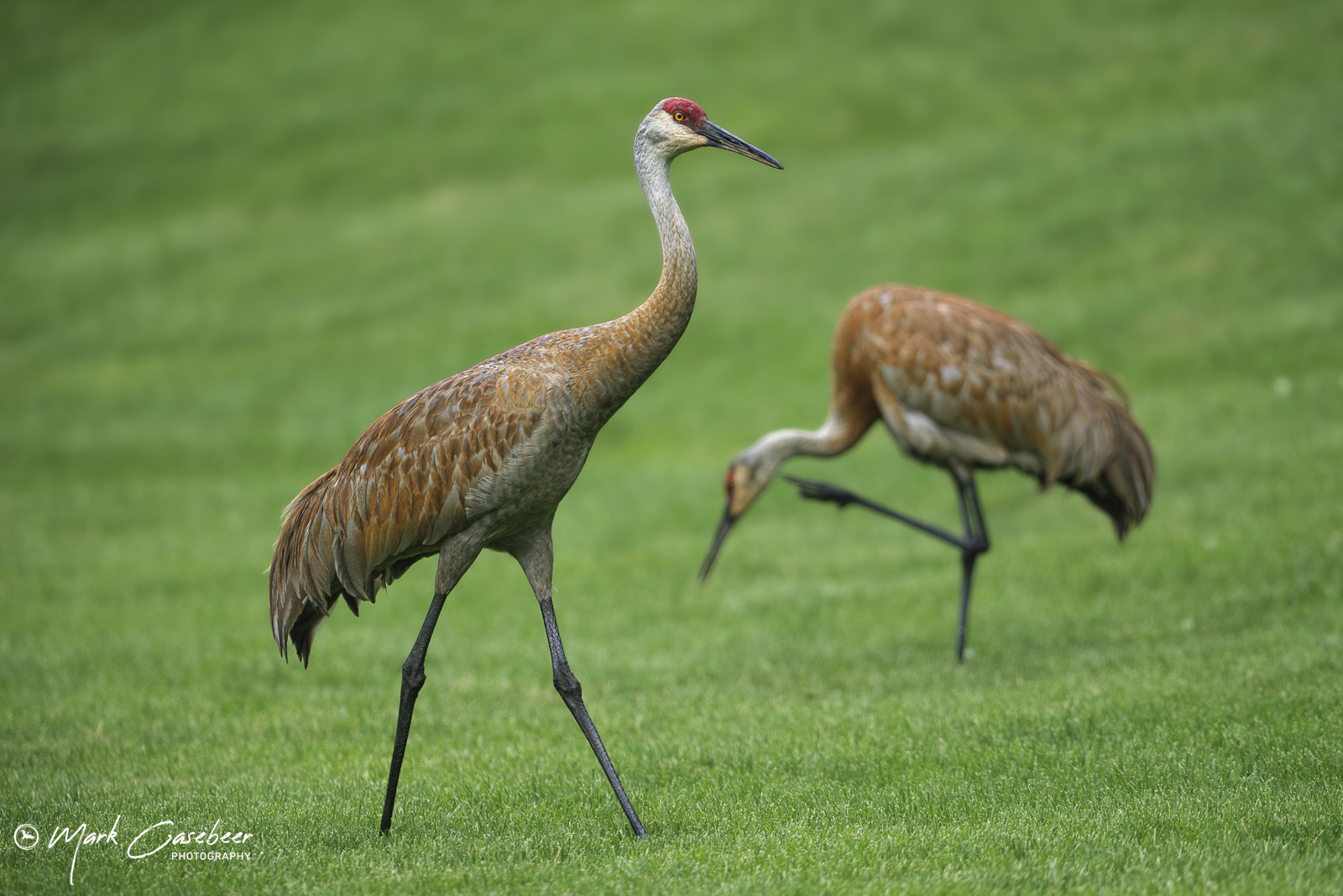 sandhill-cranes-6