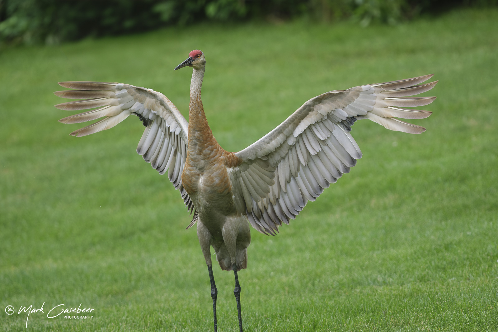sandhill-cranes-8_sennzf