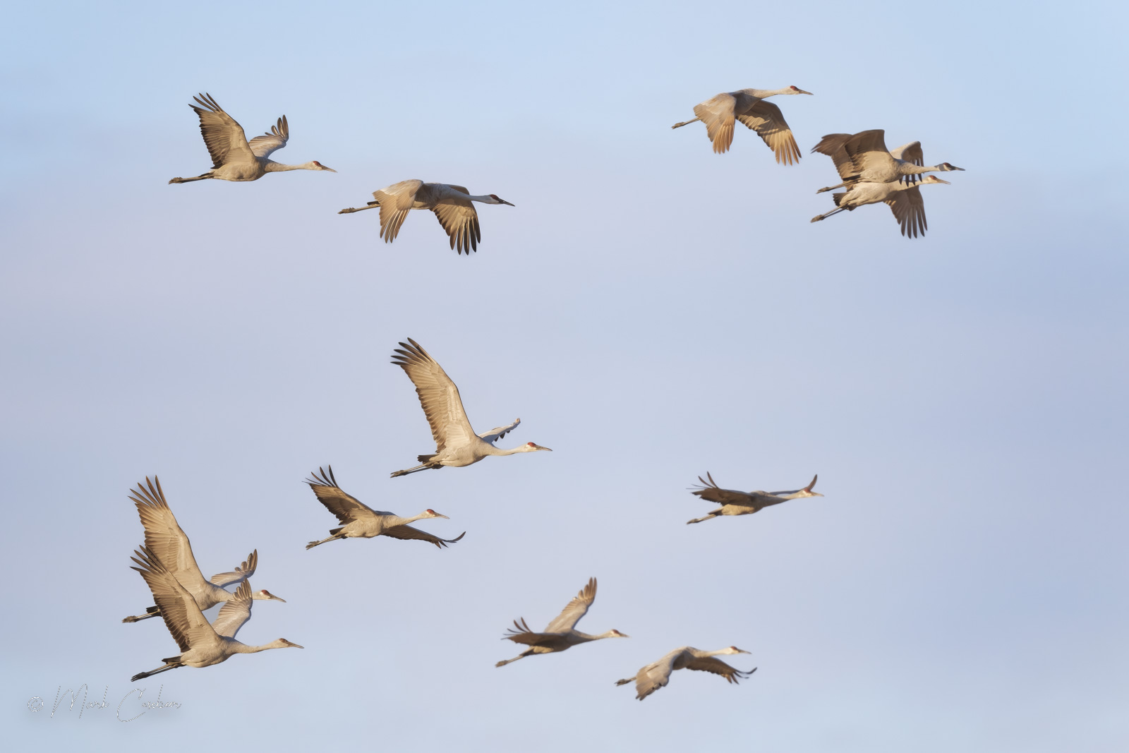 sandhill-cranes-9
