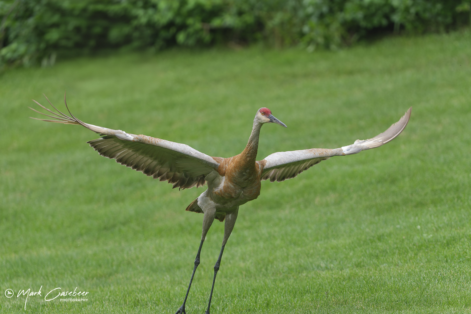 sandhill-cranes-9_seno22