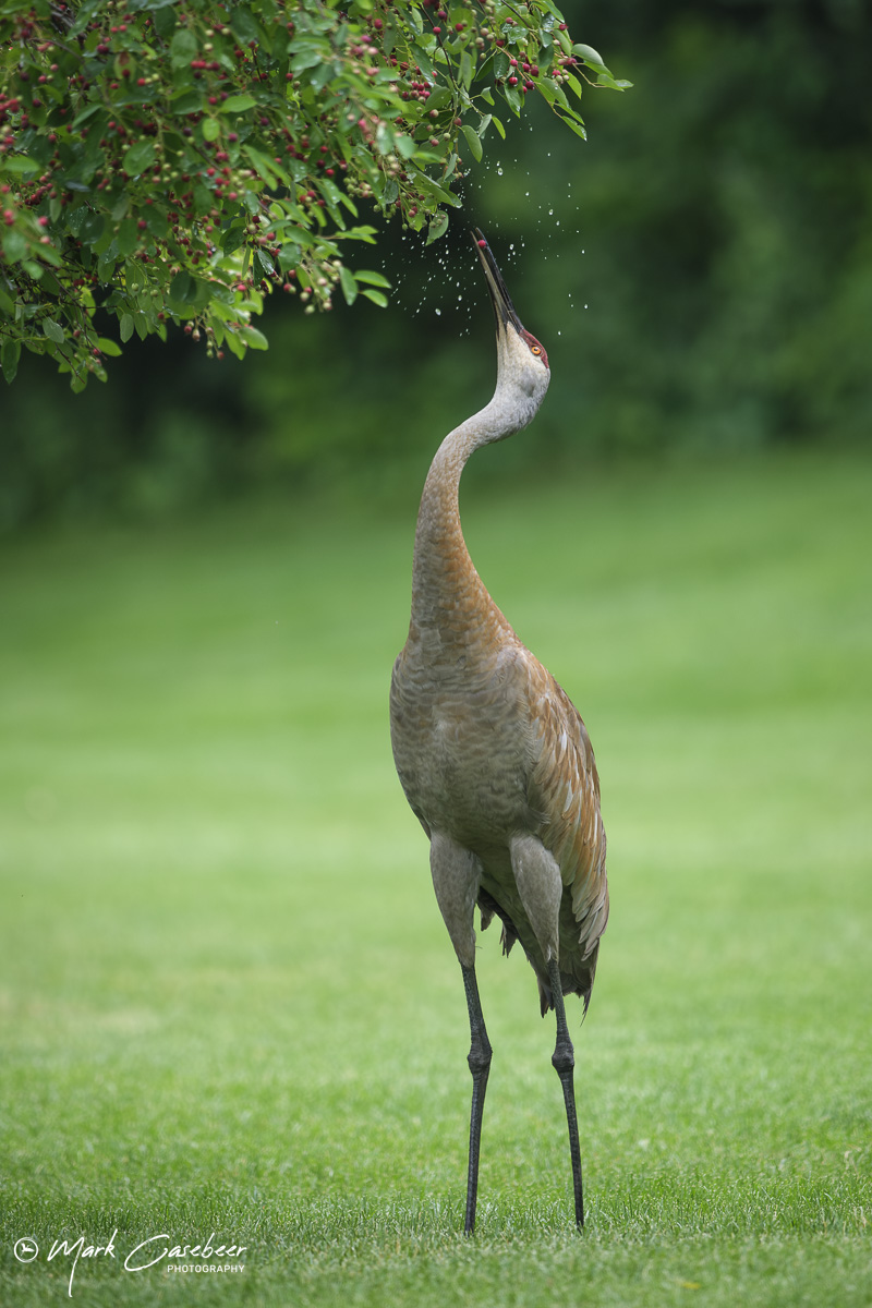 sandhill-cranes_sennwg