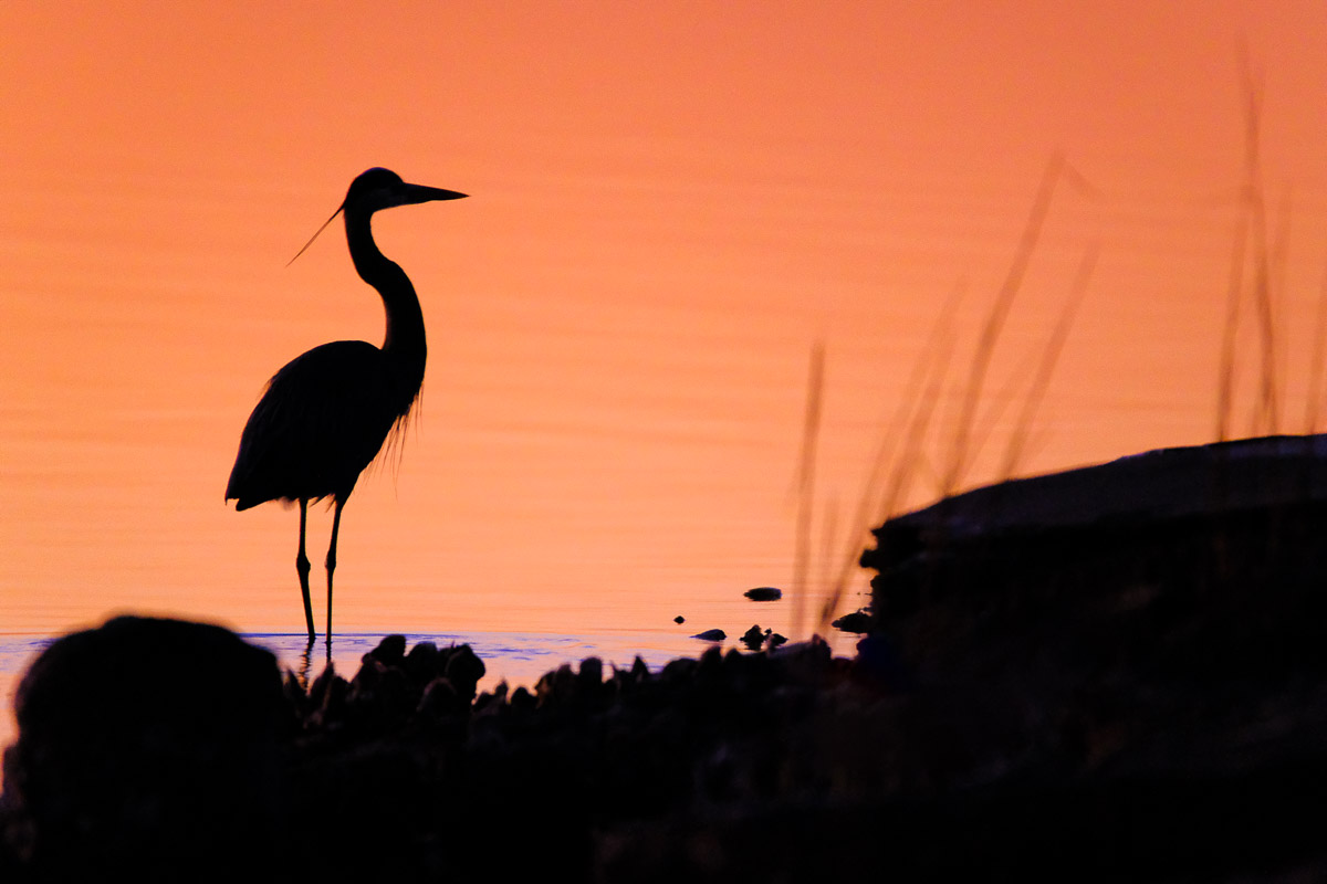 silhouettes--2