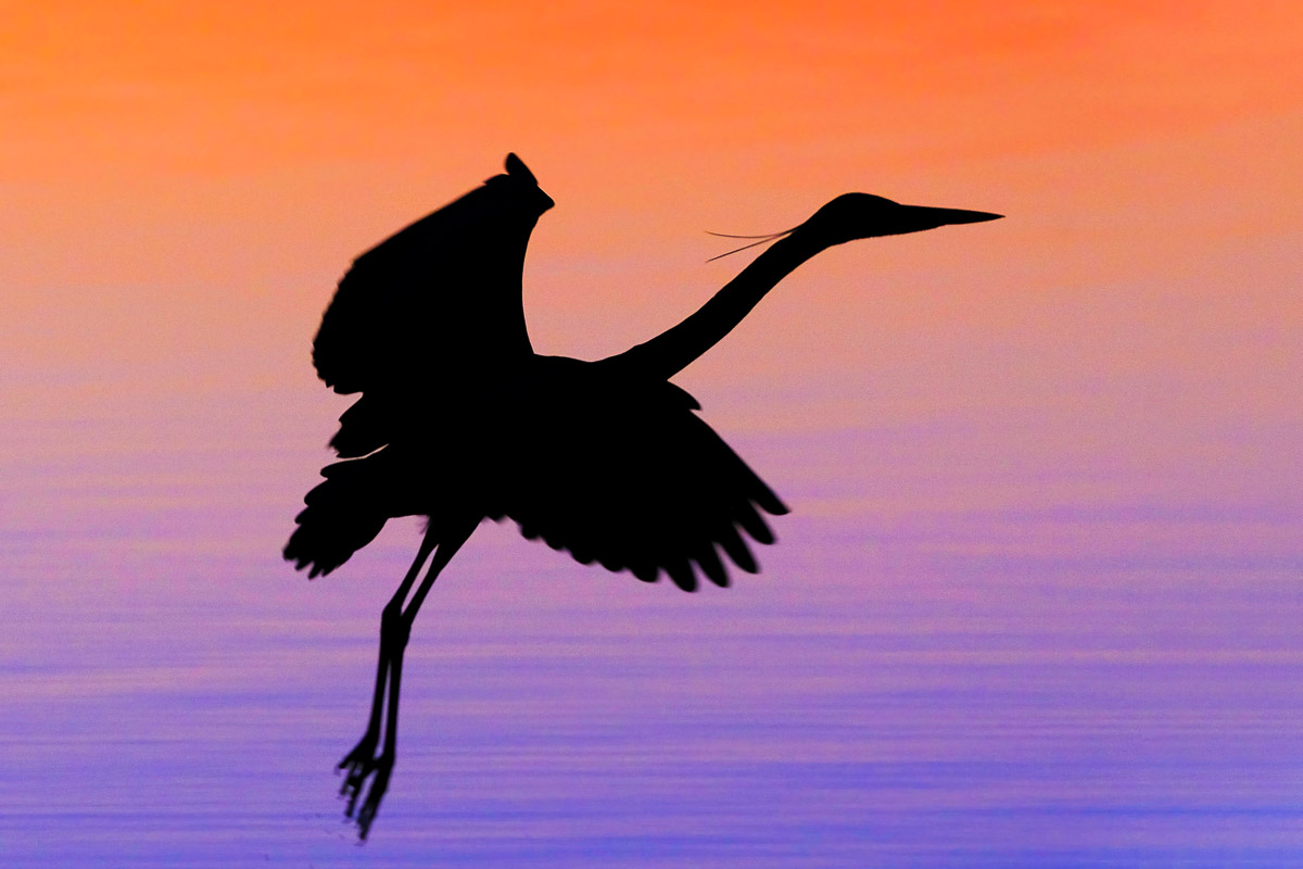 silhouettes-