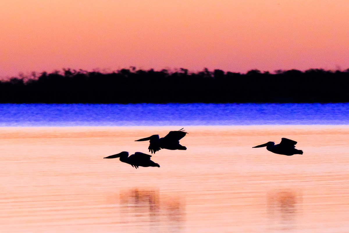 silhouettes-7076