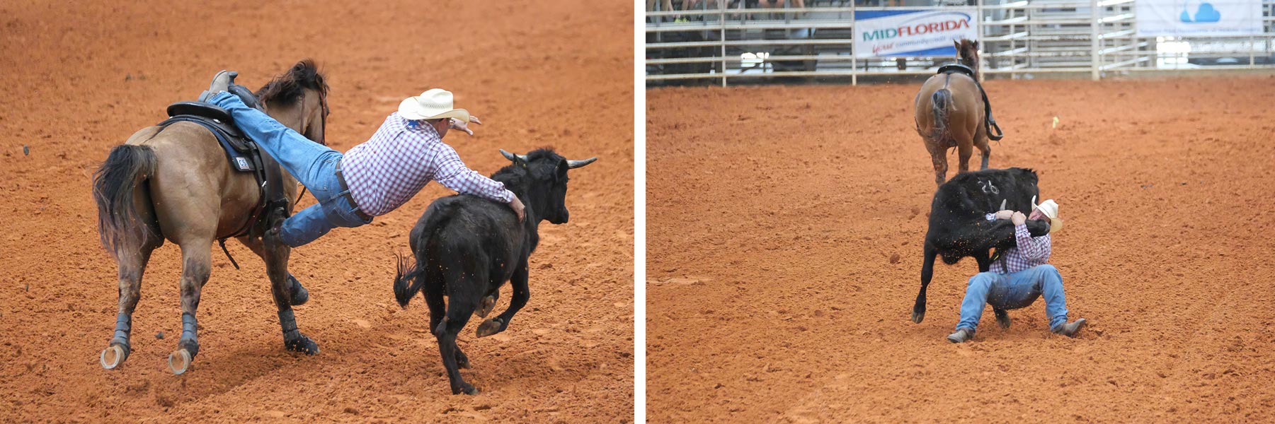 steer